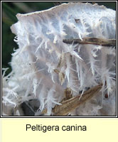 Peltigera canina