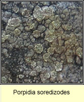 Porpidia soredizodes