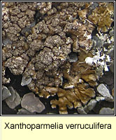 Xanthoparmelia verruculifera