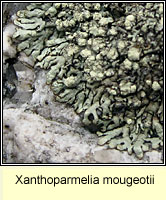 Xanthoparmelia mougeotii