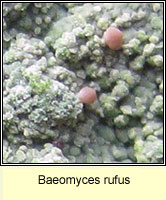 Baeomyces rufus