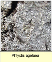 Phlyctis agelaea