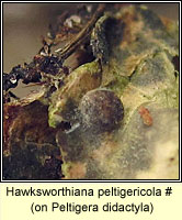 Hawksworthiana peltigericola