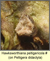 Hawksworthiana peltigericola