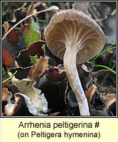 Arrhenia peltigerina