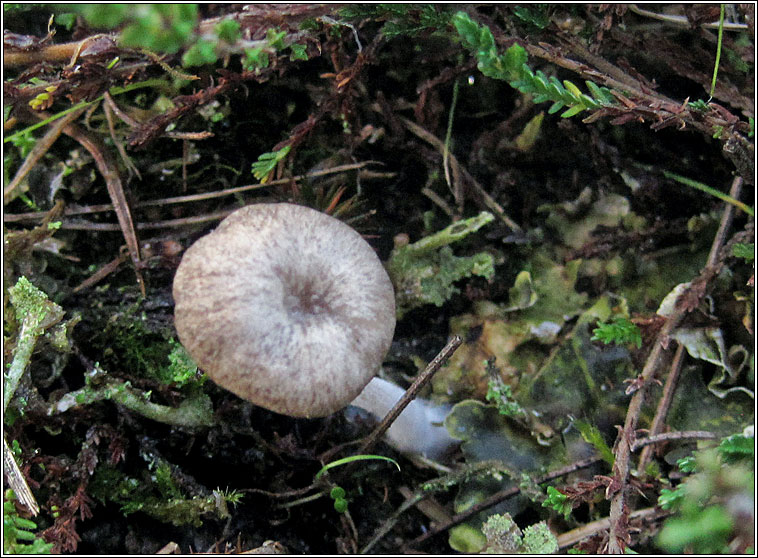 Arrhenia peltigerina