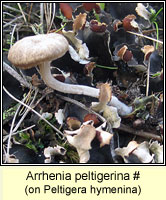 Arrhenia peltigerina