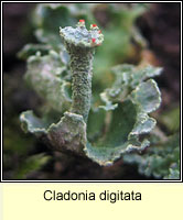 Cladonia digitata
