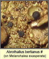 Abrothallus bertianus