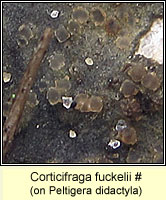 Corticifraga fuckelii