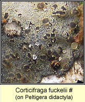 Corticifraga fuckelii