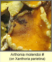 Arthonia molendoi