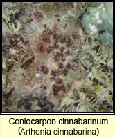 Coniocarpon cinnabarinum (Arthonia cinnabarina)