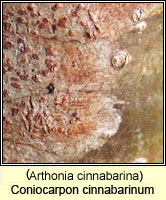 Coniocarpon cinnabarinum (Arthonia cinnabarina)