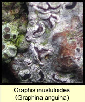 Graphis inustuloides (Graphina anguina)