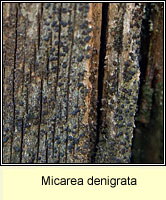 Micarea denigrata