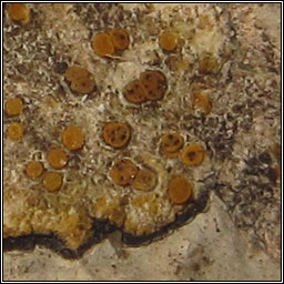 Lichenodiplis lecanorae