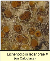 Lichenodiplis lecanorae