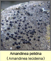 Amandinea pelidna (Amandinea lecideina)