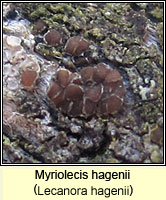 Myriolecis hagenii (Lecanora hagenii)