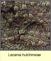 Lecania hutchinsiae