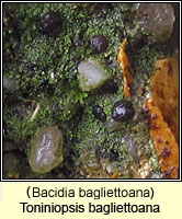 Bacidia bagliettoana