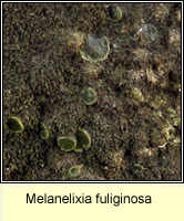 Melanelixia fuliginosa