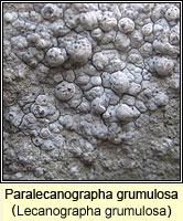 Lecanographa grumulosa