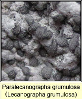 Lecanographa grumulosa