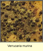 Verrucaria murina