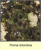 Porina chlorotica