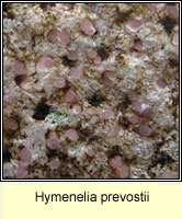 Hymenelia prevostii