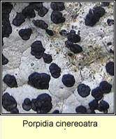 Porpidia cinereoatra