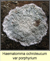 Haematomma ochroleucum var porphyrium