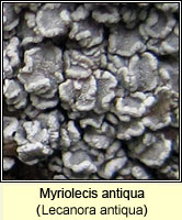 Myriolecis antiqua (Lecanora antiqua)