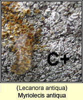 Myriolecis antiqua (Lecanora antiqua)