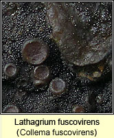 Lathagrium fuscovirens (Collema fuscovirens)