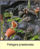 Peltigera praetextata