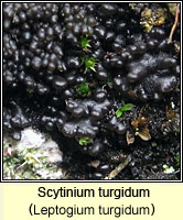 Scytinium turgidum (Leptogium turgidum)