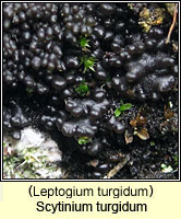 Leptogium turgidum