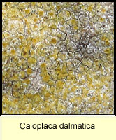 Caloplaca dalmatica