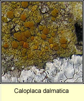 Caloplaca dalmatica