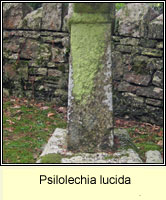 Psilolechia lucida