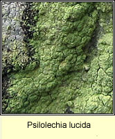 Psilolechia lucida