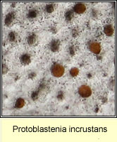 Protoblastenia incrustans