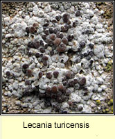 Lecania turicensis