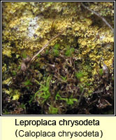 Leproplaca chrysodeta (Caloplaca chrysodeta)