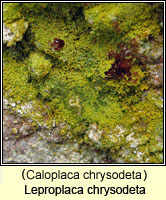 Leproplaca chrysodeta (Caloplaca chrysodeta)