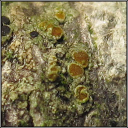 Caloplaca cerinelloides