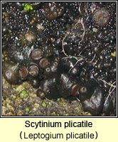 Scytinium plicatile (Leptogium plicatile)